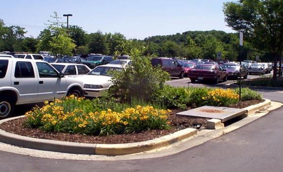 Photograph of a small rain garden adjacent to a parking lot