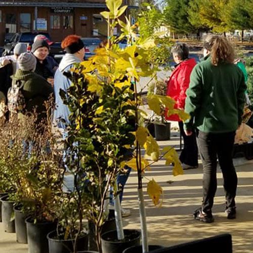 Photo of trees at the Spring Tree Giveaway
