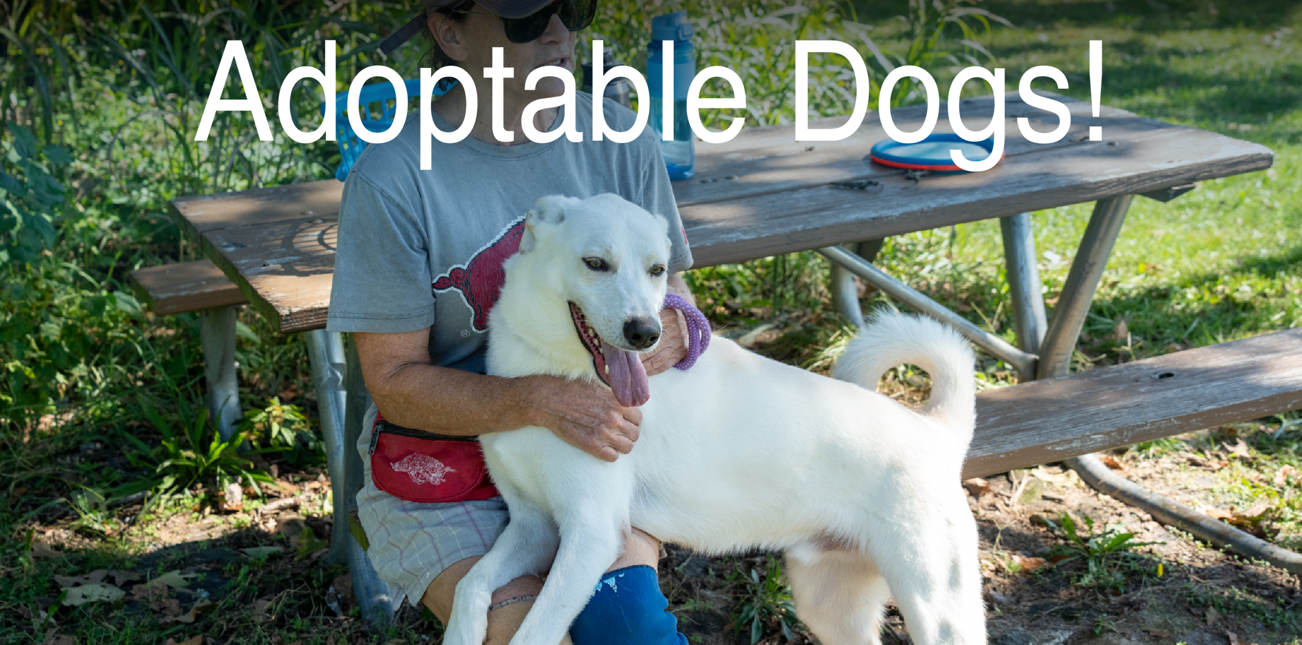 Check Out Our Adoptable Dogs