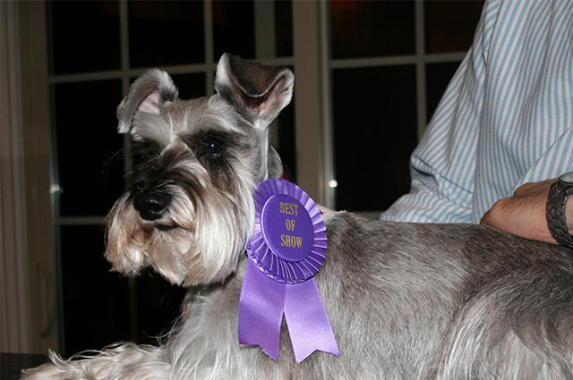 Rogers Dog Show 2012